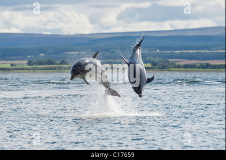 El delfín mular (Tursiops truncatus) , el Moray Firth, Escocia, Reino Unido. Foto de stock