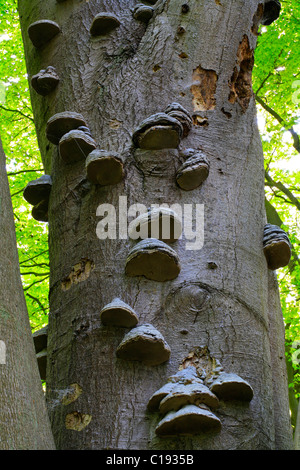 Casco del caballo hongo (Fomes fomentarius) en un viejo árbol de haya (Fagus sylvatica) Foto de stock