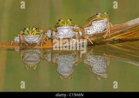 Tres ranas comestibles reflejado (Rana esculenta) sentados uno al lado del otro