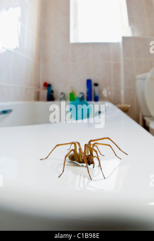Casa común araña en el baño.