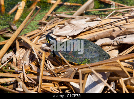 Florida Cooter Turtle Foto de stock