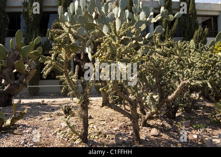 Eslabón de cadena (Cactus Cylindropuntia tunicata)
