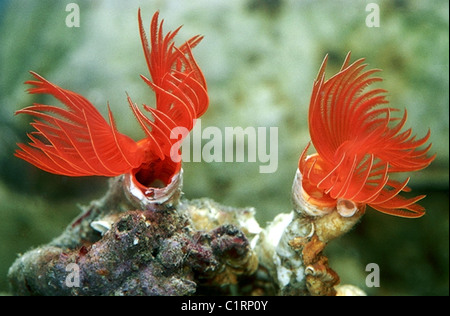 Gusanos tubulares rojo-spotted horseshoe (Protula tubularia), Mar Negro Foto de stock