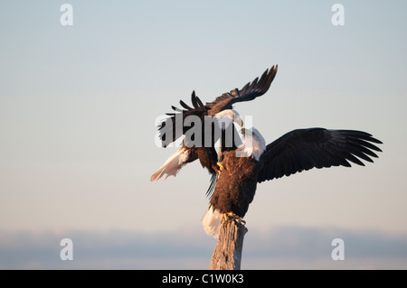 Posición de águila extendida fotografías e imágenes de alta resolución -  Alamy