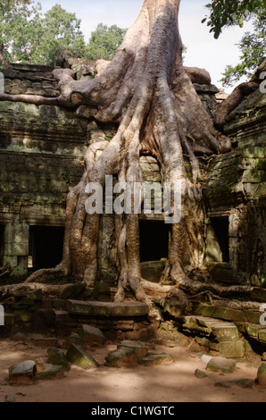 Gran árbol creciendo encima de una de las galeras en Ta Phrom, Angkor, en Camboya. Foto de stock
