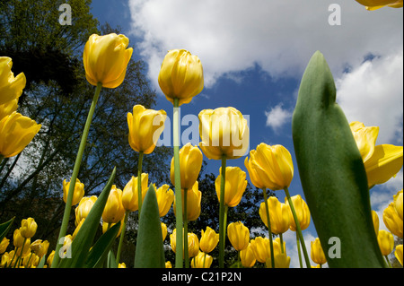 Los tulipanes amarillo saltar la naturaleza flores que crecen plantas primavera pétalo tulipan tulipa Foto de stock