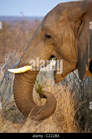 Bull masculinos solitarios, el Elefante Africano Loxodonta africana comiendo hierba y árboles al final de la jornada el anochecer