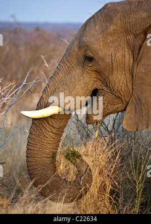 Bull, el Elefante Africano Loxodonta africana comiendo, el Parque Nacional Kruger, Sudáfrica