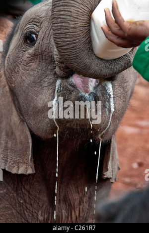 Ternero el elefante africano, Loxodonta africana, beber leche de un biberón,Orfanato de Elefantes Sheldrick, Nairobi, Kenya, Africa.
