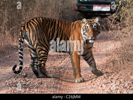 Un macho de Tigre, Ranthambore NP, India Foto de stock