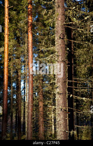 Troncos húmedos de abeto ( picea abies ) y pino ( pinus sylvestris ) en el bosque de taiga , Finlandia Foto de stock