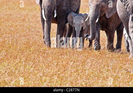 Vacas y terneros el elefante africano, Loxodonta africana, Reserva Nacional de Masai Mara, Kenia, África Oriental Foto de stock