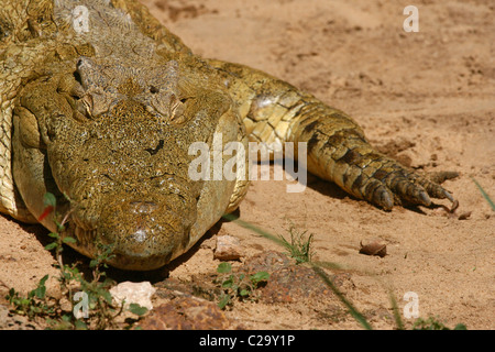 El cocodrilo del Nilo disfrutando del sol