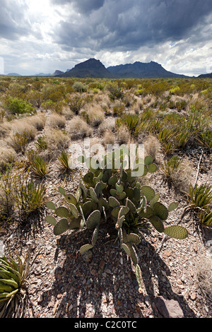 El cactus Opuntia tuna en desierto el Parque Nacional Big Bend, Texas, EE.UU.