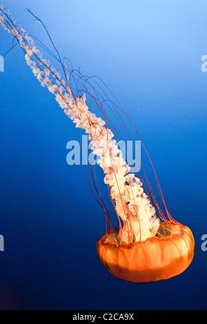 La ortiga de mar del Pacífico aka ortiga de mar de la costa oeste o Chrysaora fuscescens. Una medusa Scyphozoa o verdadero. Espécimen cautivo. Foto de stock