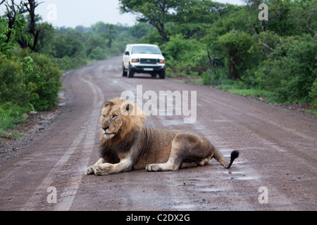 León macho (Panthera leo). Las especies vulnerables. Lion acostado sobre una carretera turística en Imfolozi.