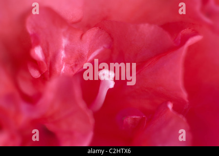 Fuchia Rosa, rosa flor, cerrar Foto de stock