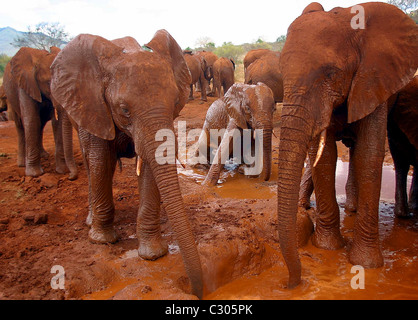Manada de elefante africano (Loxodonta africana), el Parque Nacional de Tsavo. La Arcilla Roja da los elefantes un colorante rojo Foto de stock