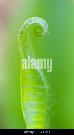 Asplenium scolopendrium. Fern fronda uncurling Harts lanza en primavera. UK Foto de stock
