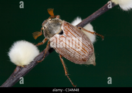 Maybug (Melolontha melolontha), Hampshire, Reino Unido Foto de stock