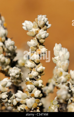 Salsola sp., Chenopodiaceae Goegap Reserva Natural, Namaqualand, Sudáfrica Foto de stock