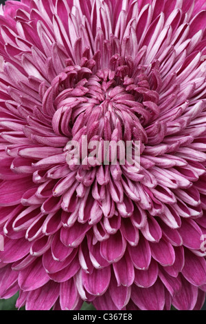 El Crisantemo (Chrysanthemum sp.), forma híbrida. Foto de stock