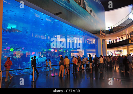 Dubai Aquarium & Underwater Zoo, el Dubai Mall, el centro de Dubai, el Centro Comercial, Dubai, Emiratos Árabes Unidos. Foto de stock