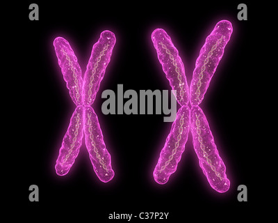 x - cromosoma Foto de stock