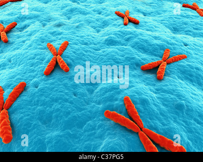 x - cromosoma Foto de stock