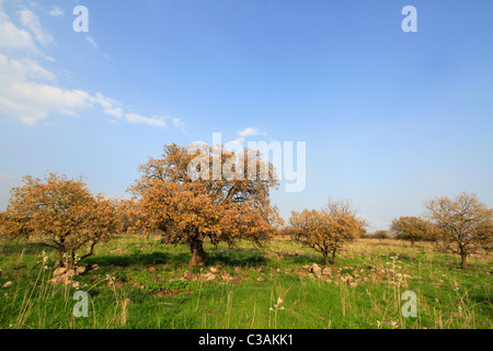 Las Alturas del Golán, el monte Tabor (Quercus ithaburensis) los árboles en la Reserva Natural Bosque Yehudiya Foto de stock
