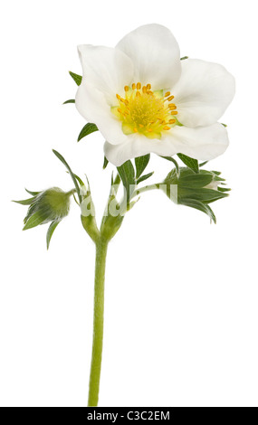 Flor de jardín, Fresa Fragaria Ananassa, delante de un fondo blanco