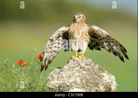 Montagus Harrier (Circus pygargus), hembra adulta de pie sobre una roca, con las alas abiertas. Foto de stock