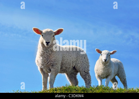 Dos Lindos corderos curioso mirando a la cámara en un campo de hierba verde con un cielo azul en primavera Foto de stock