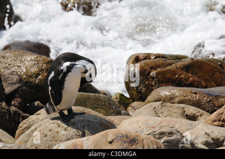 Los pingüinos africanos en aguas turbulentas Foto de stock