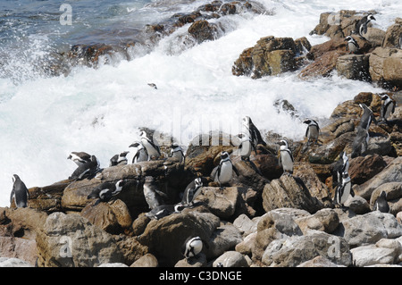 Los pingüinos africanos en aguas turbulentas Foto de stock