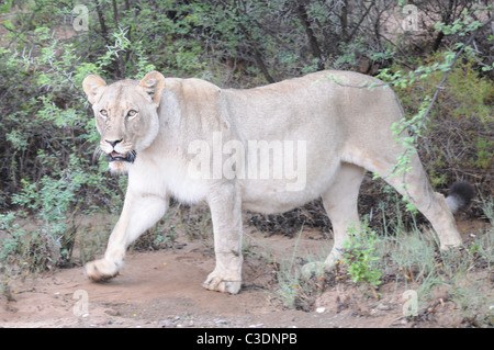 Lion en movimiento, Sanbona Wildlife Reserve, Foto de stock