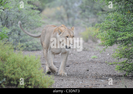 Lion en movimiento, Sanbona Wildlife Reserve, Foto de stock