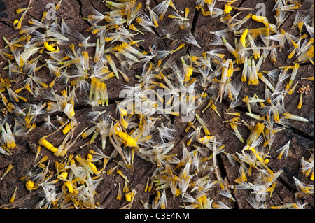 Doronicum Caucasicum Finesse semillas de flores. Los leopardos Bane semillas de flores