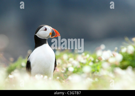 Frailecillo atlántico (Fratercula arctica) adulto, temporada de cría, la revista , cubierta, retrato, Skomer Island, Pembrokeshire (Gales)