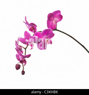Moth orchid contra fondo blanco, close-up Foto de stock
