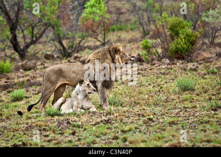 Los leones (Panthera leo), cariño Fotografía de stock - Alamy