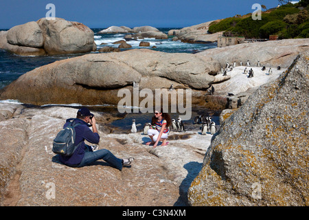 Península del Cabo, Simonstown, Playa Boulders pingüinos Jackass, también: Los pingüinos africanos padre haciendo de hija de imagen Foto de stock