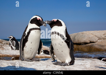 Sudáfrica, la Península del Cabo, Simonstown, la Playa Boulders. Pingüinos Jackass, también: Los pingüinos africanos. Foto de stock