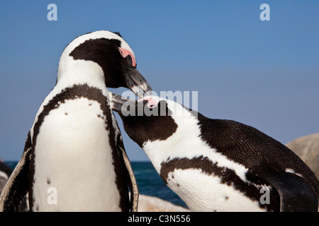 Sudáfrica, la Península del Cabo, Simonstown, la Playa Boulders. Pingüinos Jackass, también: Los pingüinos africanos. Foto de stock