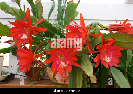 "Ligeramente Epiphyllum Sassy' rojo flores de cactus en el Conservatorio