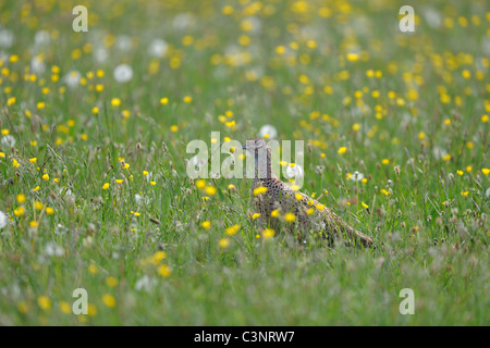 Faisán común - Ring-necked faisán (Phasianus colchicus) hembra de pie en una pradera de floración en primavera Foto de stock
