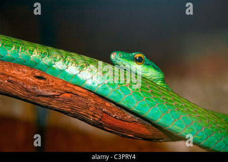 Una de nariz corta Ahaetulla prasina snake (VID) en Costa Rica.