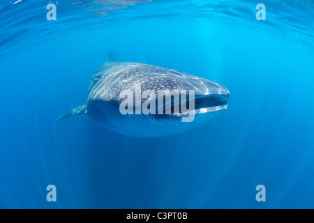 Tiburón ballena en Isla Holbox, México. Foto de stock