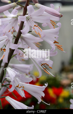 Lily, Notholirion thomsonianum himalayo, Liliaceae, Noroeste de Himalaya, Afganistán. Foto de stock