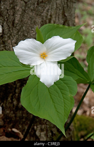 Flor blanca grande Trillium grandiflorum oriental de los Estados Unidos Foto de stock